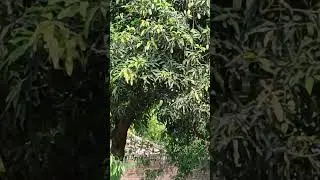 Mango tree #garden #nature #farming #cutting fruit
