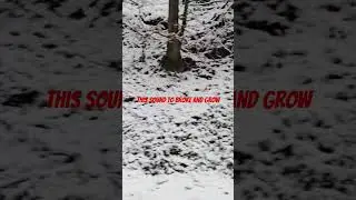 use this sound to broke and grow