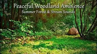 Peaceful Woodland Ambience &ndash; Summer Forest & Stream Sounds