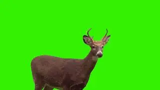mangrove green screen stock footege| free green screen animals