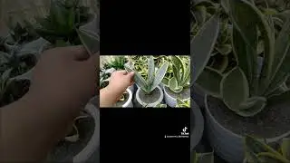 #sansevieriaplant #plantvarieties #aloe #sansevieria #tanamanhias #plant #rose #plants #lidahmertua