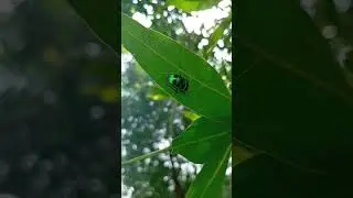 Insect colour full insect bug nature view #youtubeshorts #experiment #flower #shorts