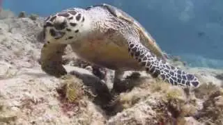 Sail Caribbean Divers -  Dive into the BVI.