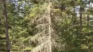 Winter Wren singing