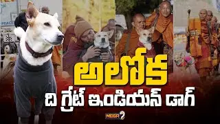 Peace Dog: Meet Aloka, the Indian Dog Leading Buddhist Monks Across America | Mega9tv