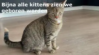 Storm Giving Birth to 6 Kittens. Onze Poes Storm gaat bevallen van 6 kittens
