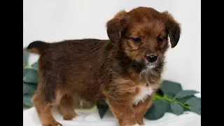 Corgipoo Puppies for Sale