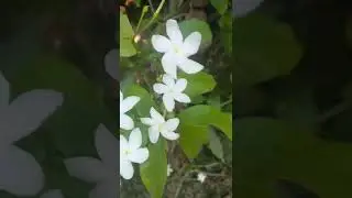 Chandni Flower Plant/White Flower...🌷🌷