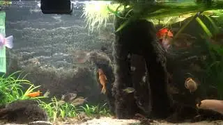 RTL6 @ 11 December '25 Aquarium Ft. Licence to Chill #135