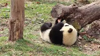 Wolong National Nature Reserve - A sanctuary for the giant pandas