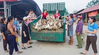 Use a truck (Daily Farm) to transport many ducks to sell at the country market. Dien Tieu Van
