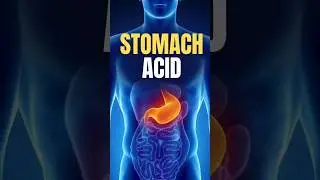Your Stomach's Incredible Self-Defence Mechanism!