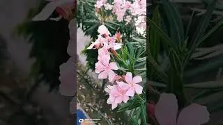 #kanerflowers, #pinkflowers , #pinkkaner, #flowerslovers , #flowerlove , #flower ,#nerium