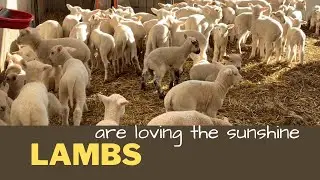 Lambing Update. Thought we would share how we are doing with lambing