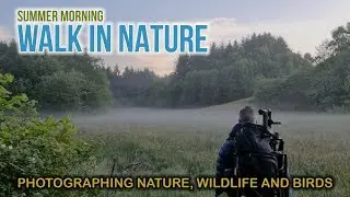 A STUNNING morning in beautiful NORWAY || WILDLIFE and BIRDS