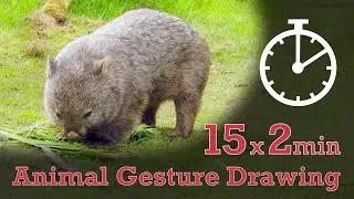 Animal Drawing References #270 - 15x2min poses - Wombat