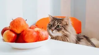 healthy foods for cats