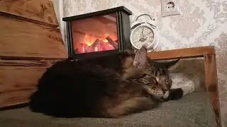 🦁❤️Лорди Отдыхает🔥🌙 🏡#подпишись #cat #cats #catvideos #catlovers #catshorts #catvideo #shorts#кот 