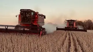 Harvest 2022 (soybeans)