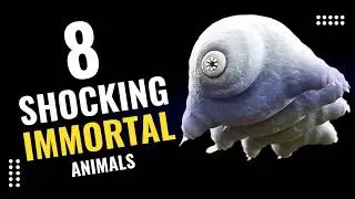 Immortal Animals: The Creatures That Never Die