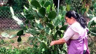 Bistec con Nopales De Mi Rancho  A Tu Cocina