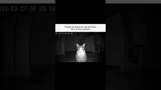 Cat Home Invasion - Horrible Encounters #shorts #viral #trending