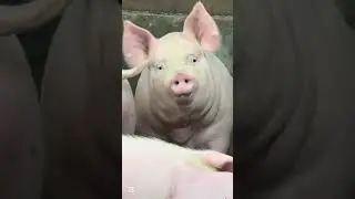 &ldquo;Funny Pig Reaction 😂 | Cute Pig Short #shorts&rdquo; #pig