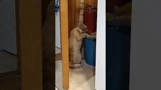 Помойный кот!