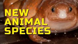 NEW ANIMAL SPECIES TO BE DISCOVERED IN 2021 | interesting facts about new animals