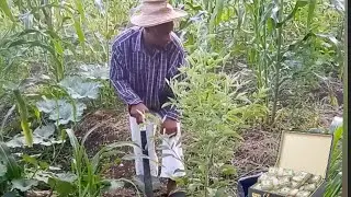 misye jwenn yon ti valiz lajan nan jaden li,gad sak pwal pase