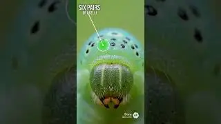 Most caterpillars have 12 eyes moths, have 6 pairs of eyes called ocelli