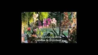 Artfllor : A arte de fazer arte . #artesanato #orquideas #ceramista