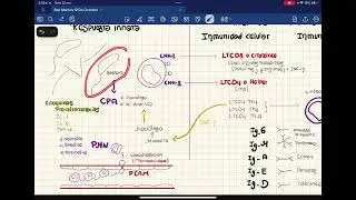 Resolución del curso de Anatomía UNMSM (domingo 12 de octubre) MEDICINA HUMANA