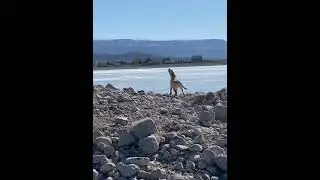 Yellow lab puppy barking at echo #labradorlovers #yellowlabrador  #yellow lab #puppy #howling  #dogs