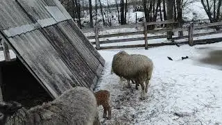 Продаю🐄 коров🤦‍♀️, коз🐐, индюков 🦃. Детский сад🐑🐏
