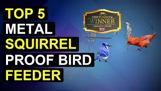 Top 5 Metal Squirrel Proof Bird Feeder Bird Feeders For Outdoors | Best Metal Squirrel Proof Bird Fe