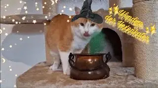 ✨ Hexenkater Wendigo ✨ Witch Cat Wendigo ✨ 女巫貓溫迪戈 ✨