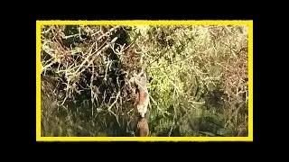 Breaking News | Fox stuck upside down in a tree is strangely relatable