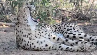 Kruger Cheetah Sighting at Africa on Foot & nThambo