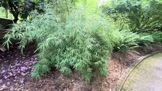 Fargesia rufa bamboo Eastside Seattle wa