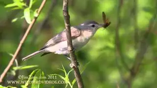 Warbling Vireo singing and eating moth.