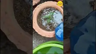 Easy Gardening Tips For Kids | Learn To Water Plants #shorts #yellowclass
