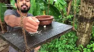 Rainy Day | The Bunk with Parrot | Save Annimals | Sri Lanka