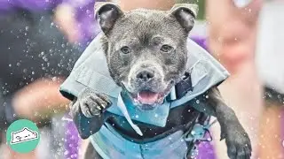 Staffy Mom Took Him For Swimming Lessons, Now He PaddleBoards In The Ocean | Cuddle Buddies