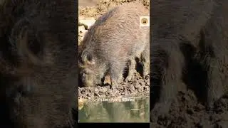 Crocodile Kill Warthog: Witness the Fierce Battle of Survival #CrocodileKillWarthog #short #Wildlife