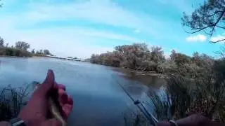 Perch Fishing with a 13' Telescopic Fixed Line Fishing Pole