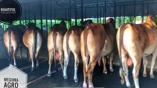 Meghna Agro&rsquo;s Biggest Bulls Collection | Deshi Bulls | Hariyana | Halikar|Boil| MashAllah Collection