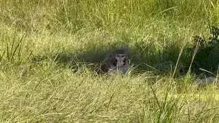 Research monkey on the lam after truck overturns on Mississippi highway
