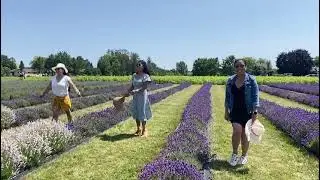 unsynchronized jump at lavender fields #lavender #jump #friendship #beautifulMara #shorts