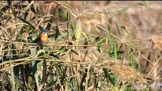 Migratory Birds - Kuwait